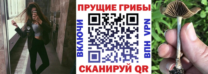 как найти наркотики  Арск  Псилоцибиновые грибы мицелий 